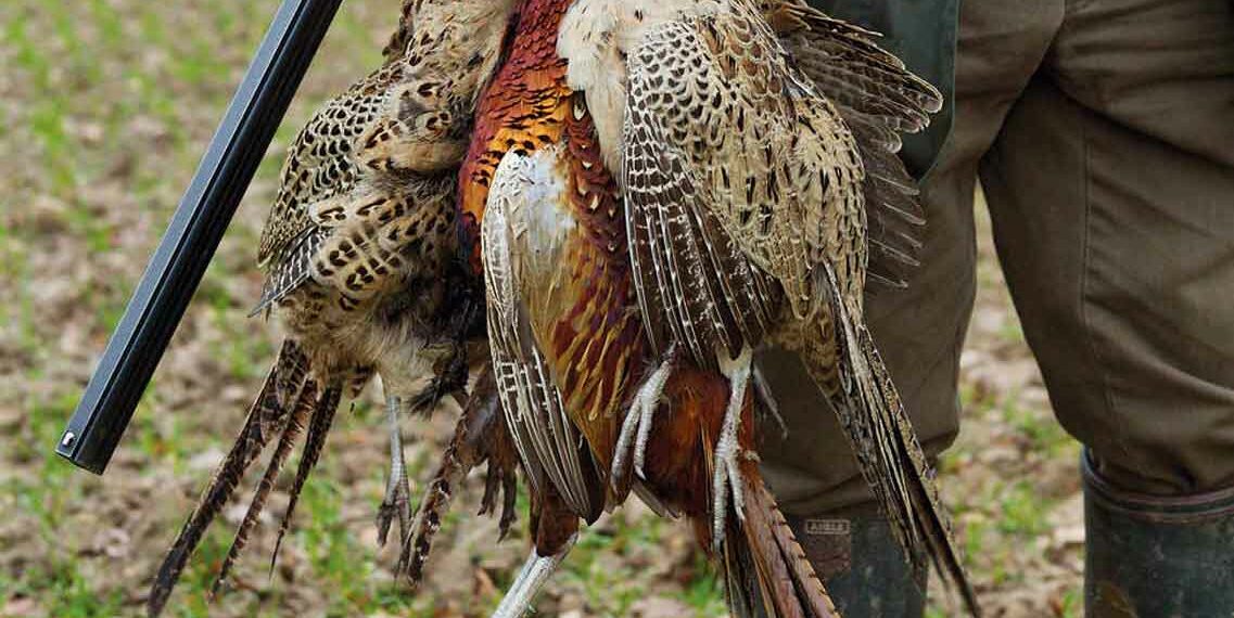 Comment enlever les plumes d’un faisan ?