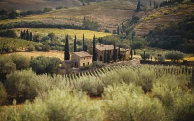 Les meilleures régions productrices d huile d olive dans le monde